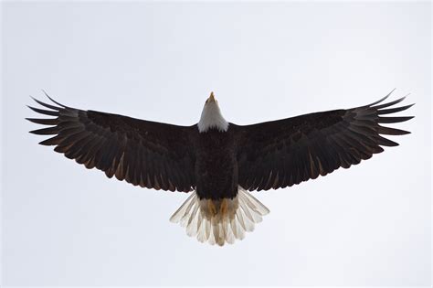 Bald Eagle Flying Over - Duncan.co