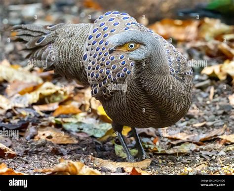 A male gray peacock pheasant, Polyplectron bicalcaratum, displaying at ...