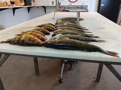 Friday Fish Fry! – Devils Lake Fishing Report