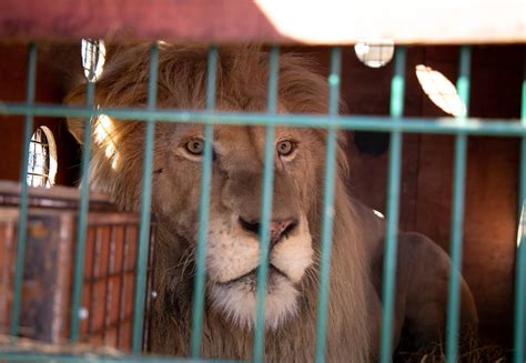 Rescue Lion Romeo - FOUR PAWS International - Animal Welfare Organisation