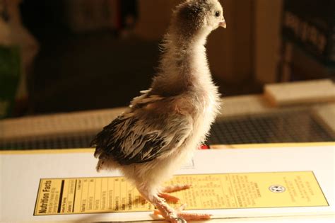 4 week old chicks - breed? Thank you!! | BackYard Chickens - Learn How ...