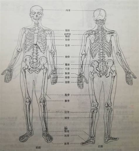 解剖学 - 知乎