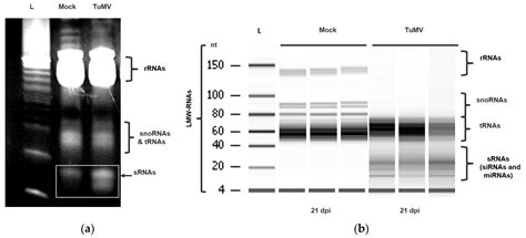 The Potential of Molecular Indicators of Plant Virus Infection: Are ...