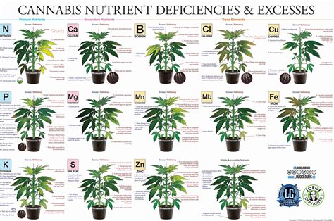 Cannabis Chart