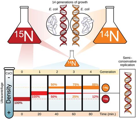 Conservative DNA Replication 的图像结果