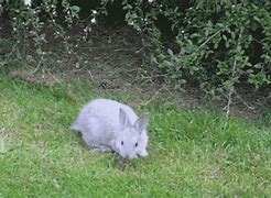 Image result for Baby Bunnies GIF
