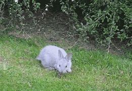 Image result for Bunnies GIF Talking