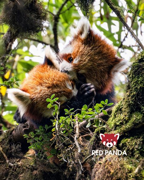 Red Panda Network | We're halfway there! 🏁 🏃🏼‍♂️ In two weeks, on May ...