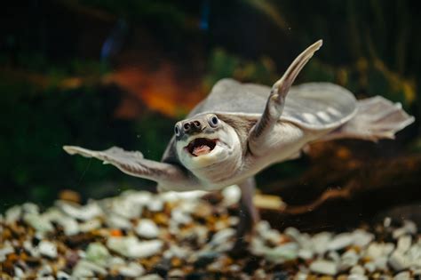 Aquarium Demands 'Justice' After Pig-Nosed Turtle Mercilessly Trolled ...