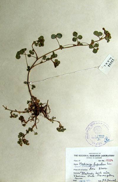 medicago_lupulina.