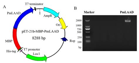 Active Expression of Membrane-Bound L-Amino Acid Deaminase from Proteus ...