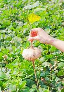 Image result for Pachyrhizus Erosus Roots