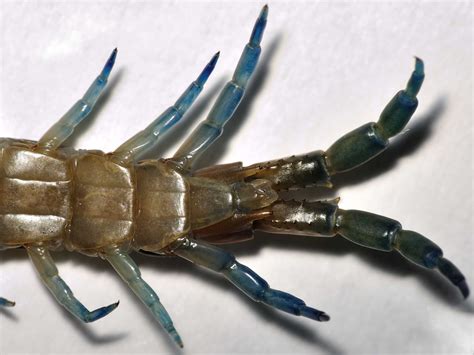 Scolopendridae - Scolopendra oraniensis , Natura Mediterraneo | Forum Naturalistico