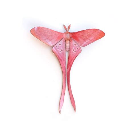 Pink Moth on White Background
