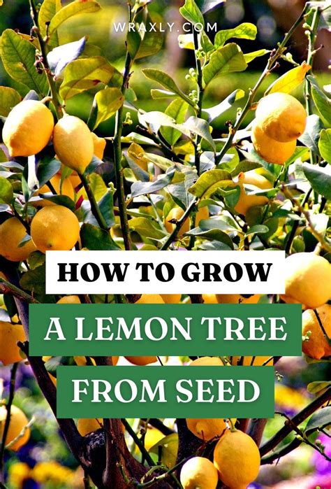 How to Grow a Lemon Tree from Seed | Gardening for Beginners | Lemon ...