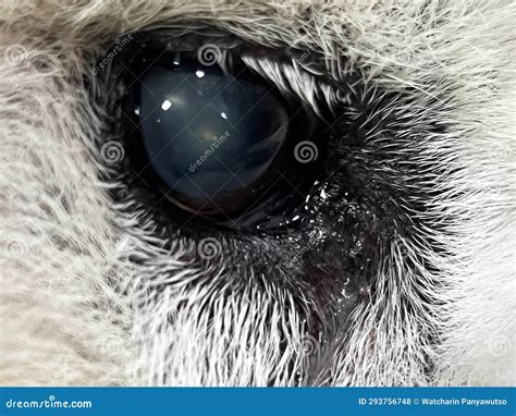 Inside Dog Eye is Cloudy and Opaque Len,cataract Disease Stock Photo ...