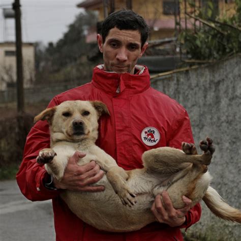 Missions to Help Stray Animals Around the World - FOUR PAWS ...