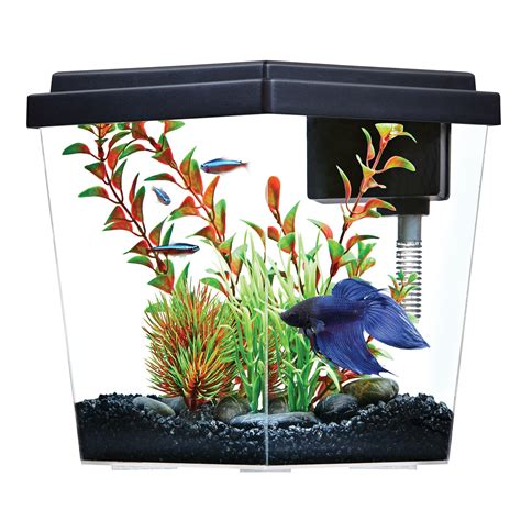 Petsmart Freshwater Fish