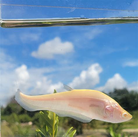 Albino Clown Knife — Chitala Ornata - Buy Live Fish online | Online ...
