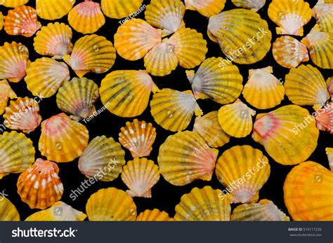 Shells Endemic To Hawaii