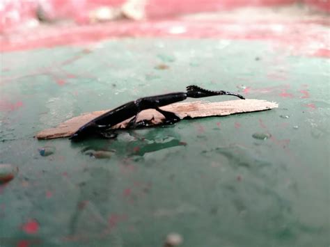 Image result for Alien Horror Bug