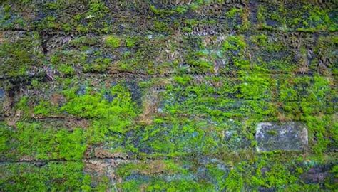 Is there moss on the roof of your house too? Then clean it in minutes ...