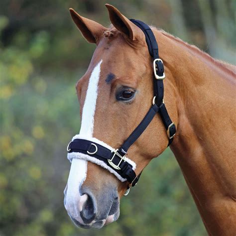 What Is A Bald Face Horse And Other Horse Markings Explained