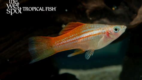 New Fish for Your Aquarium: Freshwater Tropical Variety