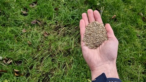 How to sow grass seed in winter: 5 easy steps
