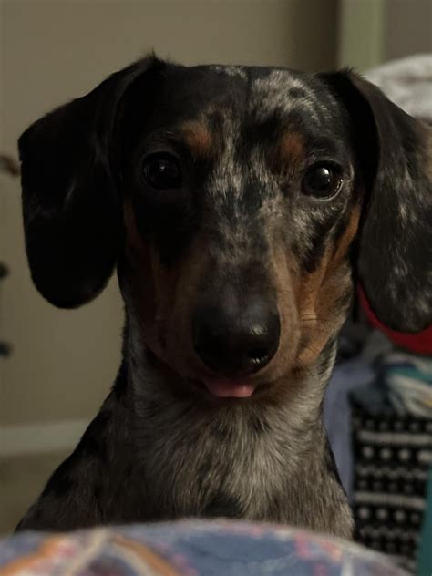 What “indestructible” dog bed would y’all recommend? This little turd ...