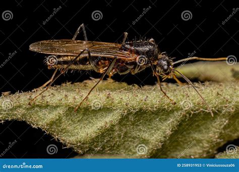 Adult Male Winged Carpenter Ant Stock Image - Image of formicidae ...