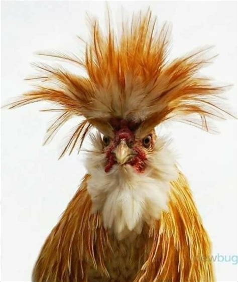 Пин от пользователя Amy Jackson на доске Funny | Смешные фотографии ...