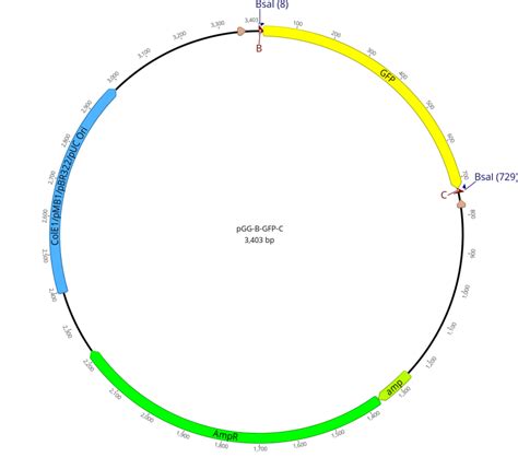 Pcambgfp Vector Map 的图像结果