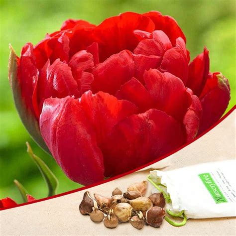 Buy Tulip - Bulbs (set of 5) online from Nurserylive at lowest price.
