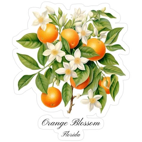 Florida State Flower-Orange Blossom Sticker en 2025 | L'art du fruit ...