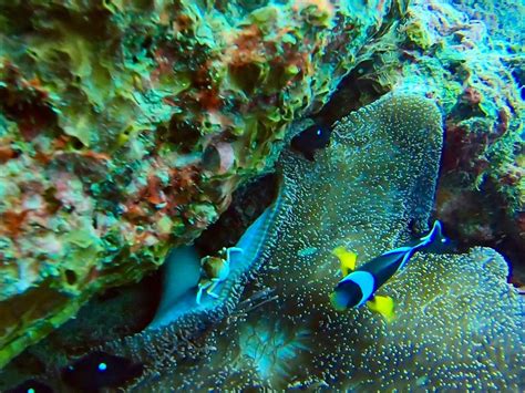 OCEAN DIVERS (2026) All You Need to Know BEFORE You Go (with Photos ...