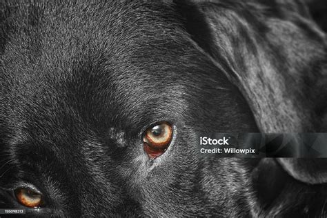 Labrador Retriever Eye Color 的图像结果