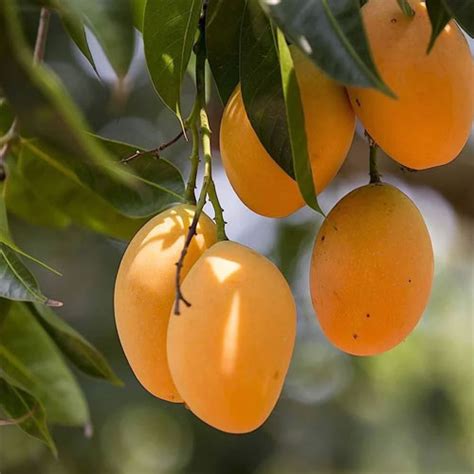 Alphonso Mango Grafted Live Plant – Ratnagiri Hapus Variety | Golden ...