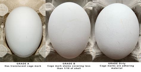 Grade A Egg Candling