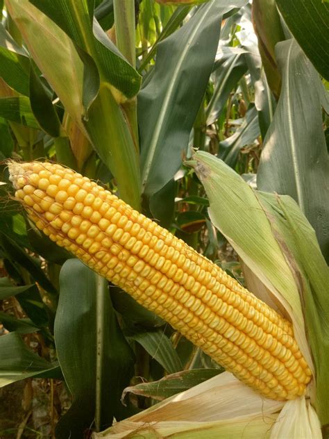 饲用玉米 植株高大 适口性佳 干物质含量高 高产抗倒伏青贮玉米种子