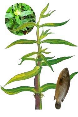 Bengali food stories