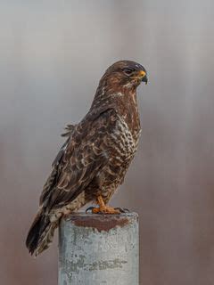 Download wallpaper 240x320 buzzard, bird, piling, blur old mobile, cell ...