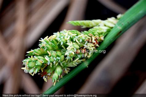 Sorghum | Sorghum bicolor