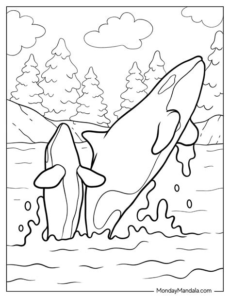 27 Killer Whale Coloring Pages (Free PDF Printables)