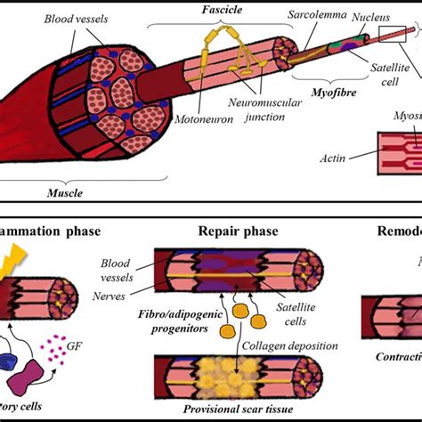 Image result for Skeletal Muscle Tissue Types