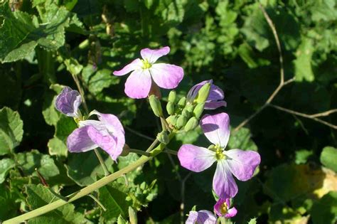 Plant of the Month - Wild radish