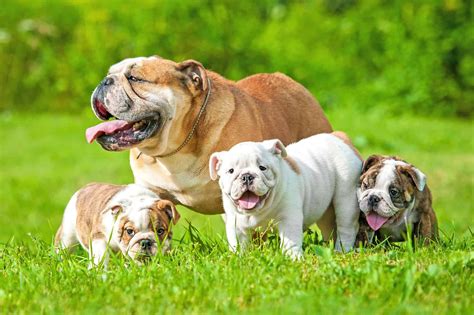 The Runt of the Litter: Definition, Facts, Health, Care & FAQs