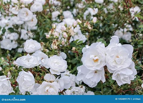 Rose Bush White Background