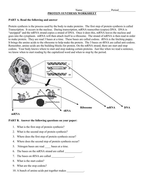 Image result for Protein Synthesis Review Worksheet