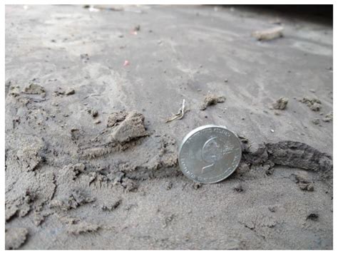 Analysis of the 2022 El Tejado Ravine Mudflow (Quito, Ecuador) from the ...